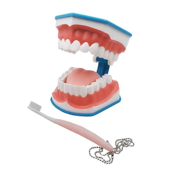 Обучающая модель для чистки зубов из ПВХ с зубной щеткой, школьные учебные инструменты Прямая поставка